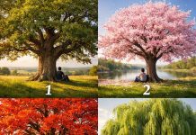 روانشناسی شخصیت : با نشستن زیر کدام درخت آرامش می گیرید؟